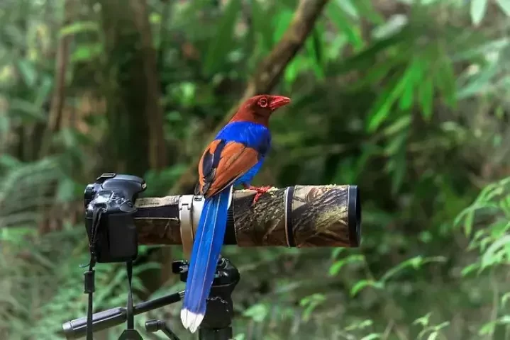 birds-watching-at-sinharaja-forest