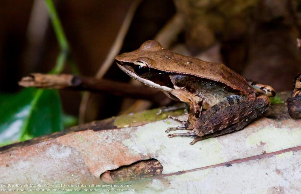 frog-at-sinharaja-rain-forest
